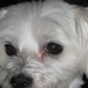 Meet your Posher, Camelia